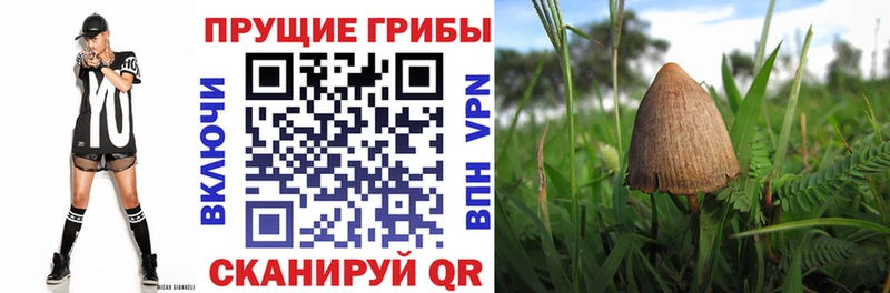 Купить закладки  Нефтегорск  Псилоцибиновые грибы прущие грибы 